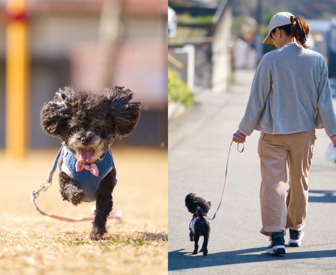 黒いトイプードルが歩いている様子と飼い主の女性と散歩している様子